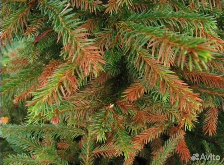 Обработка и лечение деревьев от грибка и короеда