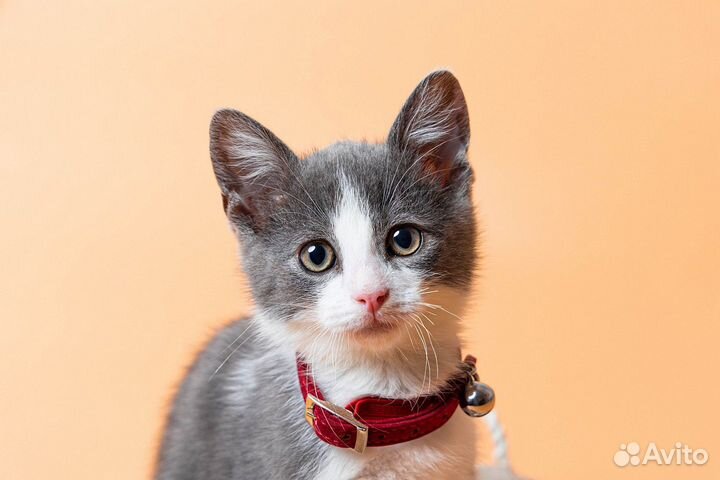 Котенок мальчик Тима