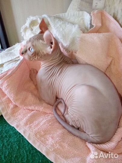 Эльф котенок привит