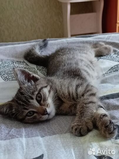 Котенок в дар бесплатно