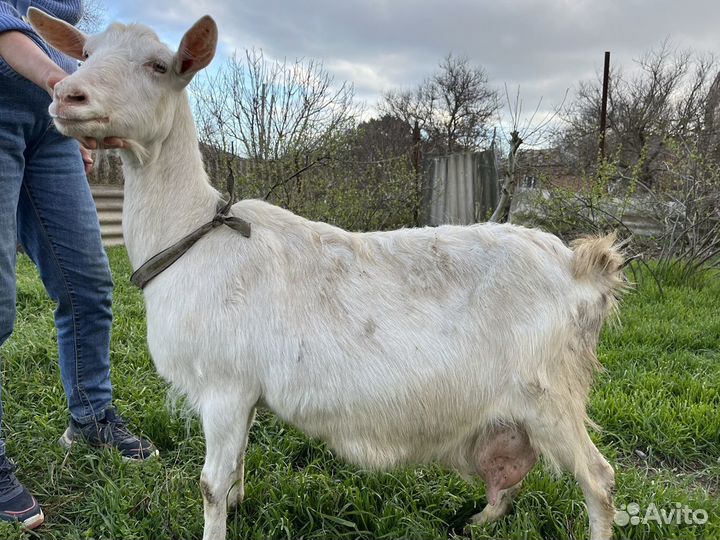 Продам дойных коз и козлят