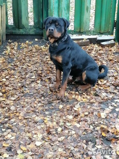 Ротвейлер Вязка