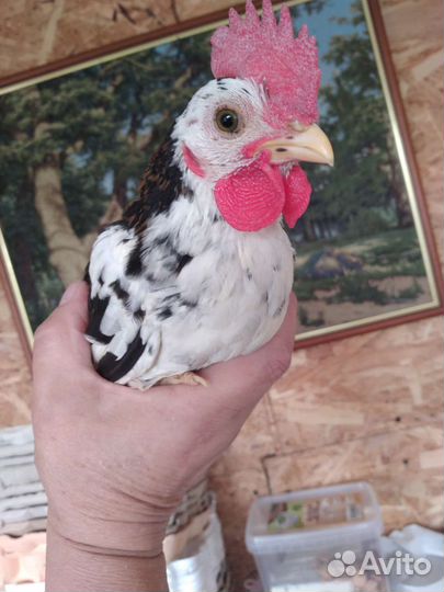 Петушок карликовый