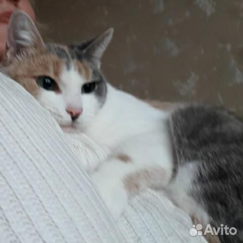 Кошка в добрые руки бесплатно