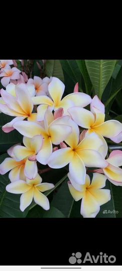 Плюмерия (франжипани)