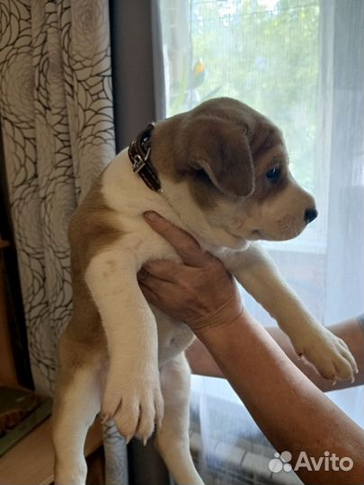 Собаки щенки