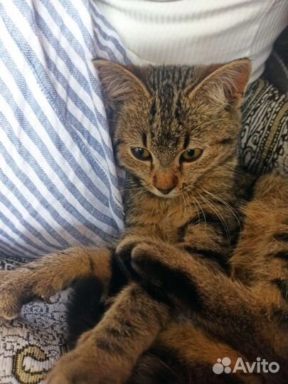 Кошка, Девочка