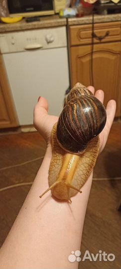 Улитки ахатины бесплатно