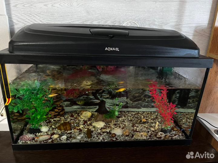 Аквариум с рыбками