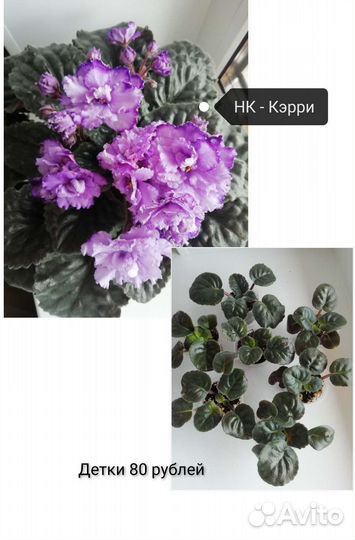 Сортовые фиалки детки