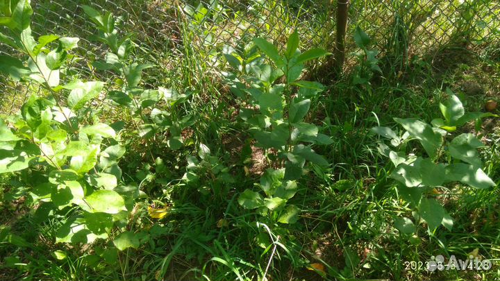 Саженцы вишни