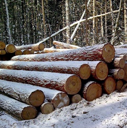 Бревна лиственницы в коре опт