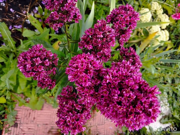 Многолетники