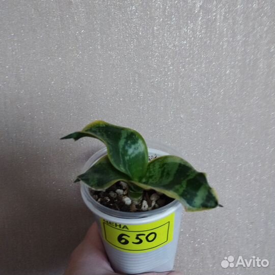 Сансевиерия сортовая