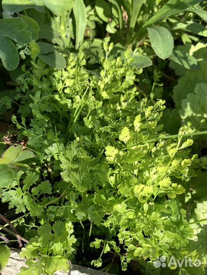 Папоротник садовый