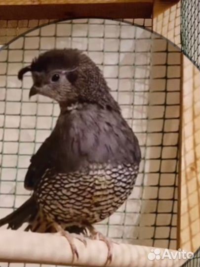 Серама, Вергинский, Калифорнийский