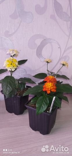 Лантана, муррая и другие