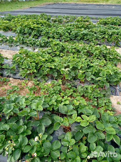 Клубника 49 ранних сортов