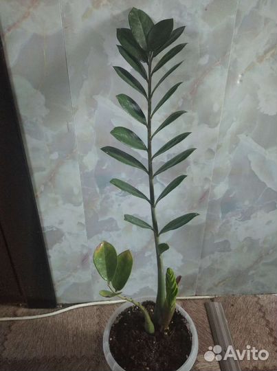 Замиокулькас