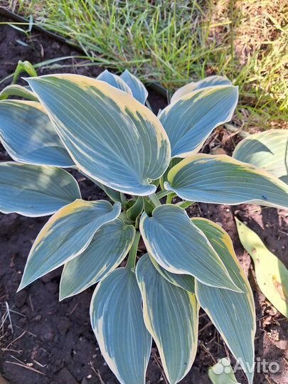 Хоста голубая