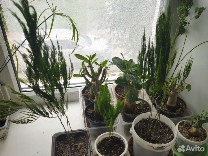 Аспарагус перистый