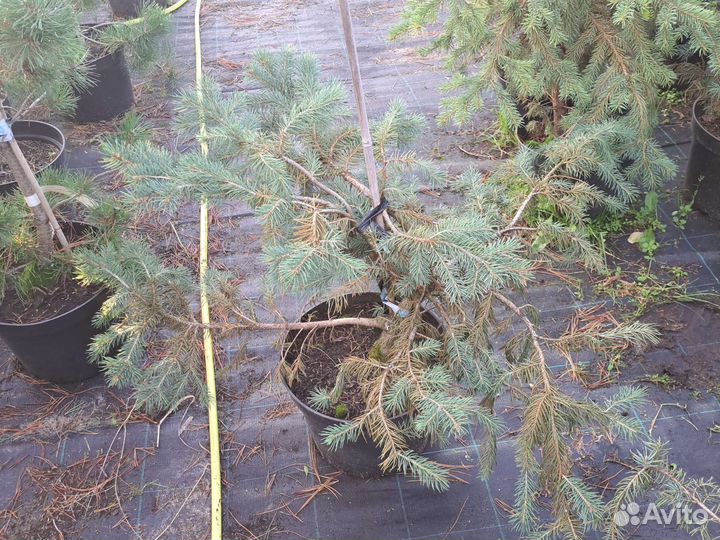 Ель голубая