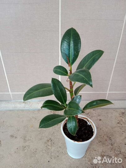 Монстера, папоротник нефролепис, фикусы