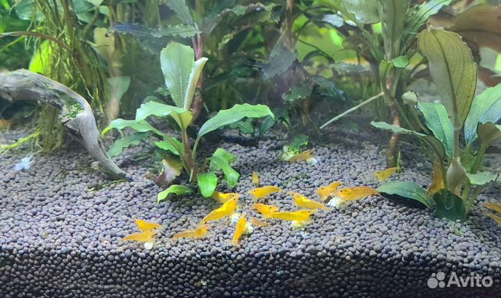 Оранжевые креветки (тыква)