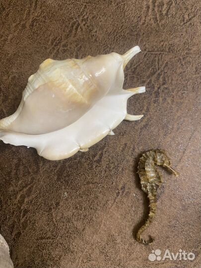 Ракушки для аквариума, террариума и поделок