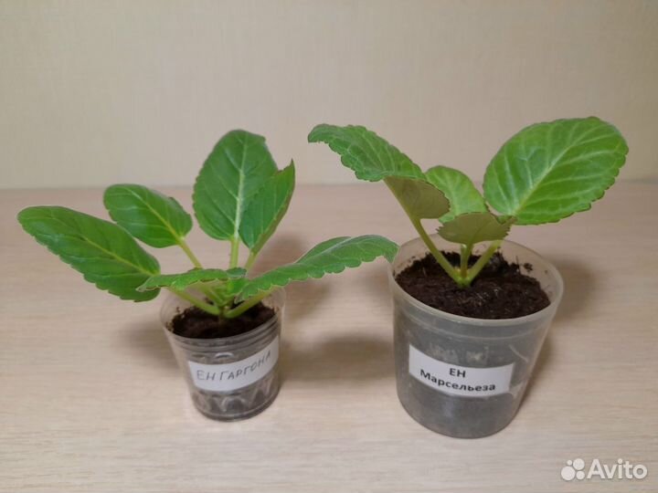 Глоксиния детки