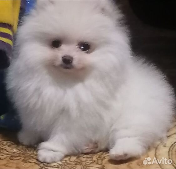 Щенки шпица