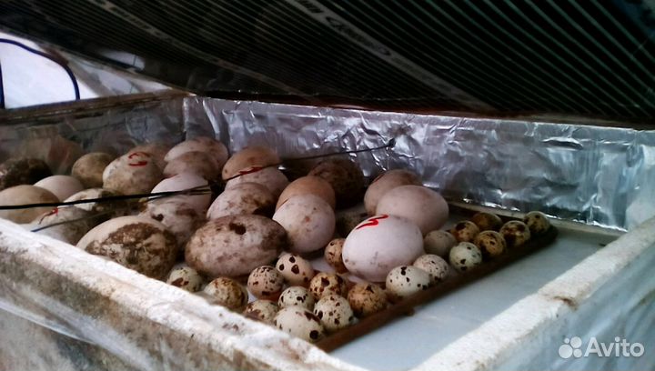 Инкубатор 140 яиц