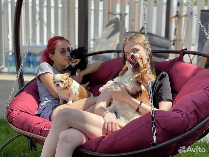 Передержка собак/грызунов