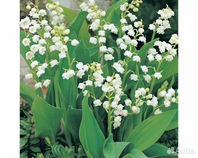 Ландыш майский Bordeaux