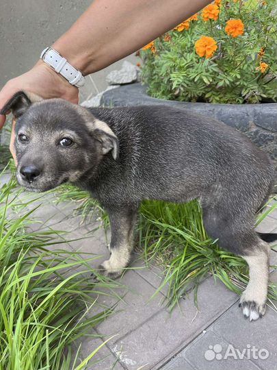 Щенок дворянской породы