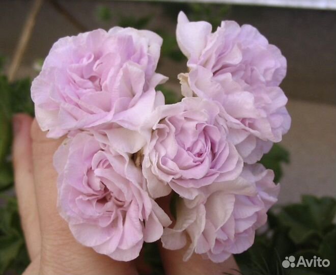 Пеларгония ампельная Jacky Gauld