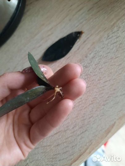 Замиокулькас черный равен