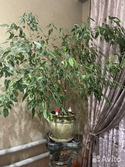 Комнатные цветы