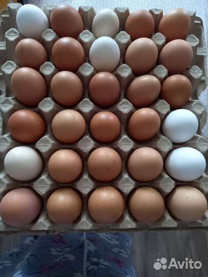 Домашние куриные яйца