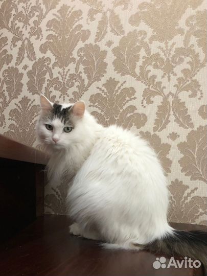 Кошечка только в самые заботливые руки