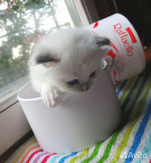 Открыто бронирование Рэгдоллы с документами