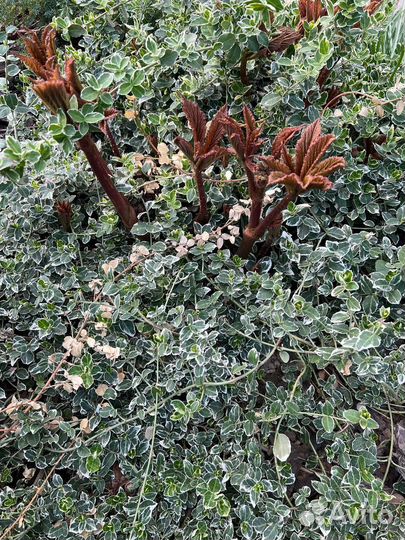 Живучка, бересклет