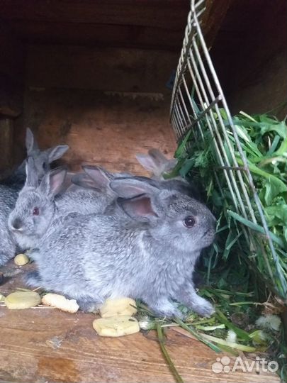 Милые крольчата