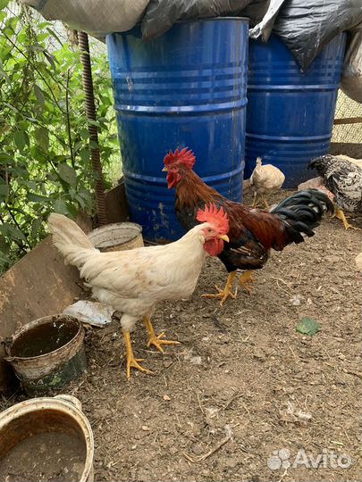 Прдам молодых петушков
