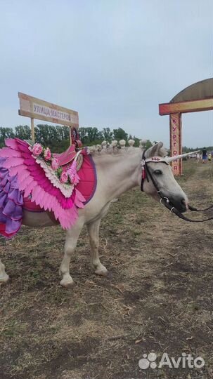 Пони и лошади на выездные мероприятия