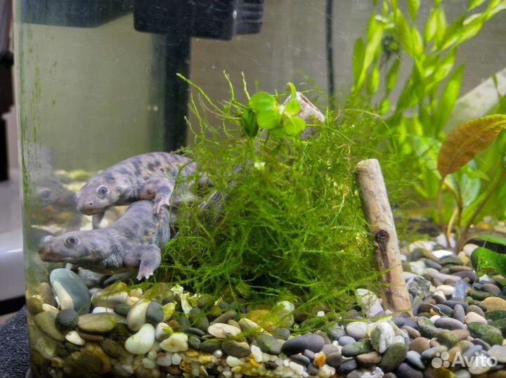 Тритоны + анубиас
