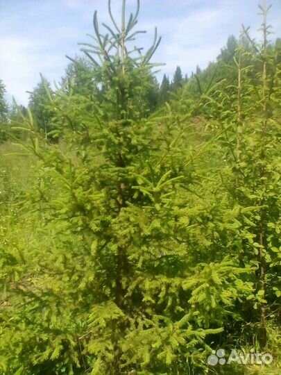 Продам елку привезена из Перми до 4 х метров, возм