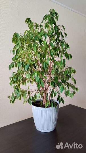 Фикус Бенджамина