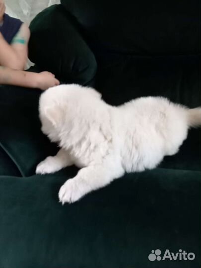 Щенки самоеда