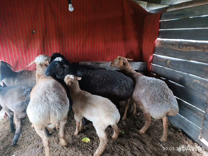 Овцы бараны